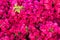 Bougainvillea pink flowers background