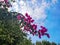 Bougainvillea pink flowers branch against a blue sky with white clouds. Beautiful floral background with decorative tropical bush