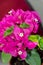 Bougainvillea pink ornamental flowers, paper flower branch