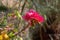 Bougainvillea Pink Pixie Variegata ornamental plant with flowers