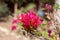 Bougainvillea Pink Pixie Variegata ornamental plant with flowers