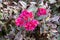 Bougainvillea Pink Pixie Variegata plant with flowers