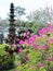 Bougainvillea plant with garden and pond in background, Bali, Indonesia