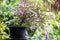 Bougainvillea plant in pot