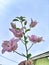 bougainvillea purpel flower