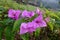 The Bougainvillea purple flower