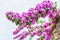 Bougainvillea purple flowers