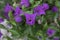 Bougainvillea purple garden