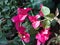 Bougainvillea red in the botanical garden