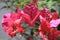 Bougainvillea,Red flower