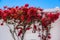 Bougainvillea red flowers plant on whitewashed building wall