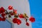 Bougainvillea red flowers plant on whitewashed building wall