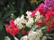 Bougainvillea red, pink and white planted together. Flowering on the tree. Multi-colored bougainvillea in garden