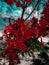 Bougainvillea red in Vietnam in summer