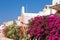 Bougainvillea on Santorini