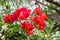 Bougainvillea Spanish pink flower