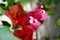 Bougainvillea Spanish pink flower