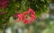 Bougainvillea Spanish pink flower