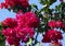 Bougainvillea spectabilis, also known as great bougainvillea, a species of flowering plant.