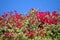 Bougainvillea spectabilis flowering