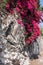 Bougainvillea spectabilis on a stone wall