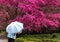 Bougainvillea spectabilis Willd