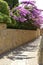 Bougainvillea on stone wall