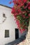 Bougainvillea in the streets of a small villa in the Alpujarra, Granada