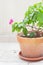 Bougainvillea in a tarracotta pot on the terrace