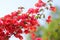 Bougainvillea, tender pink flowers, soft blurred background