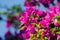 Bougainvillea thorny ornamental vines