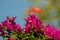 Bougainvillea thorny ornamental vines