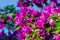 Bougainvillea thorny ornamental vines