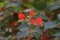 Bougainvillea, thorny ornamental vines, bushes, or trees