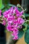 Bougainvillea thorny ornamental vines bushes, and trees with flower-like spring leaves near its flowers
