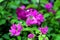 Bougainvillea tree and flowers with green leaves background Selective focus