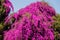 Bougainvillea tree in Harare - Zimbabwe, South Africa