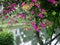 Bougainvillea tree view at a park...