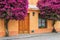 Bougainvillea trees growing by the house in historic quarter of