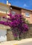 Bougainvillea vine growing on the side of a house in Port Vendres, France near the Mediterranean Sea
