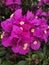 Bougainvillea Violet. A beautiful bush with flowers. Buenos Aires. Argentina.