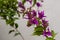 Bougainvillea violet grey background.