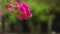 Bougainvillea vivid pink paper flower blurred green background