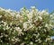 Bougainvillea is wonderful, a variety of White Cascade Bougainvillea White Cascade. Flowering plant