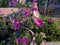 Bougainvillea in the yard