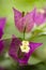 Bouganville flower closeup