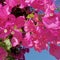 Bouganvillia in Greek sunshine