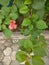 Bougenville flower and leaves on floor background