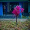 bougenville flowers blooming in unison blushing red in the courtyard of the mosque