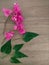 Bougenville pink flower and leaves on wood background